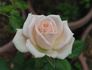 Melody rose photo