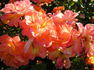 Spice So Nice™ rose photo
