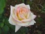 Rose Odyssey 2000 rose photo