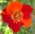 Yoyo ™ rose photo