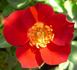 Yoyo ™ rose photo