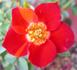 Yoyo ™ rose photo