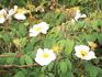 <i>Rosa leschenaultiana</i> (Redouté rose photo