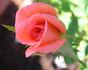 What A Surprize rose photo