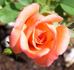 What A Surprize rose photo