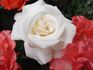 Titanic rose photo