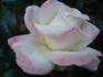 Titanic rose photo