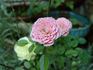 Alisha rose photo
