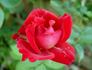 Monumental rose photo