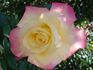 Millénium rose photo