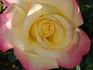 Millénium rose photo