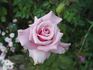 Mom's Rose rose photo