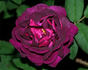 Nightmoss rose photo
