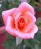 What A Surprize rose photo