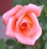 What A Surprize rose photo