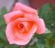 What A Surprize rose photo