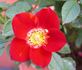 Yoyo ™ rose photo