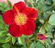 Yoyo ™ rose photo