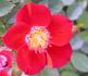 Yoyo ™ rose photo