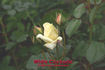 White Cockade rose photo