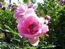 <i>Rosa virginiana plena</i> rose photo