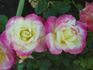 Success Story rose photo