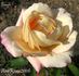 Gaudi rose photo