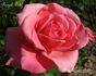 Royal Dot rose photo