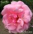 Royal Dot rose photo
