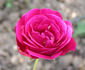 Baby Château rose photo