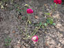 Baby Château rose photo