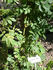 Frau Helene Videnz rose photo