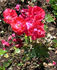 Gertrud Westphal rose photo