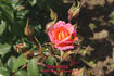 Dionisia ® rose photo