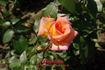 Dionisia ® rose photo