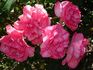 Cyclamen La Sevillana rose photo