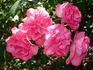 Cyclamen La Sevillana rose photo
