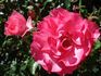 Cyclamen La Sevillana rose photo