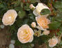 Compostelle rose photo