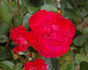 Amours de Saverne rose photo