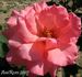 Margot Fonteyn rose photo