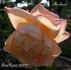 Ameliana rose photo