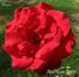 Bravo rose photo