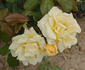 Louise Weiss rose photo