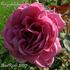 Congratulations rose photo