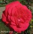 Simón Dot rose photo