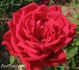 Costa Dorada rose photo