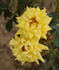 Bijou d'Or rose photo