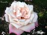 Risaralda rose photo