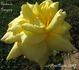 Gertrude Gregory rose photo